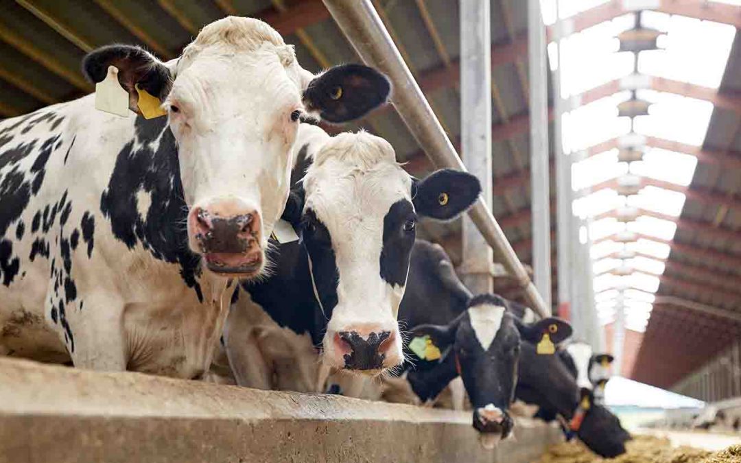 Press Information: Facts show: Dairy market grows and retains momentum