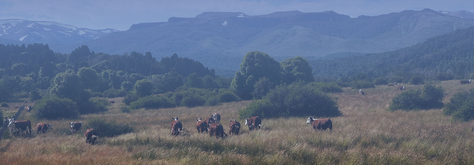IFCN Argentina Webinar