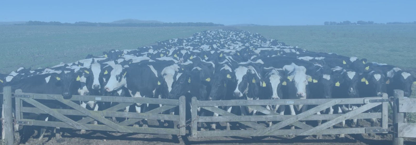 IFCN Argentina Webinar