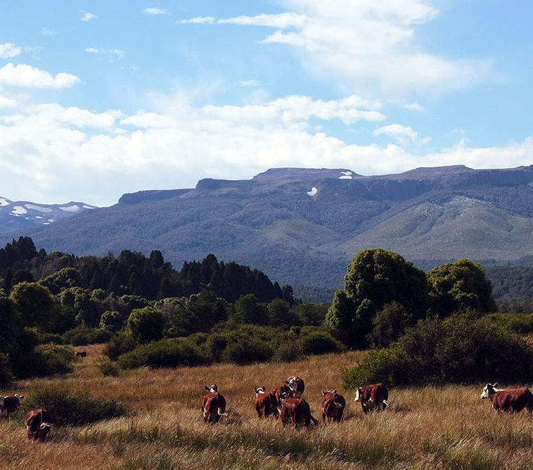 Argentina’s Dairy Supply Chain: Ready for Value Creation or Stuck in Survival Mode?