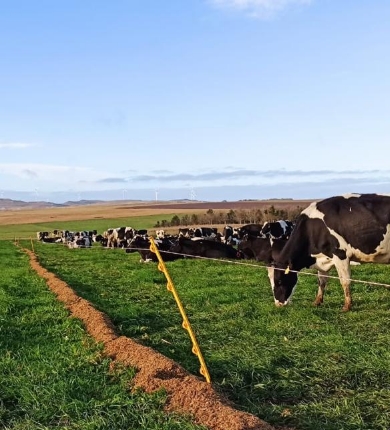 Global milk prices fall for seven months straight as oversupply persists