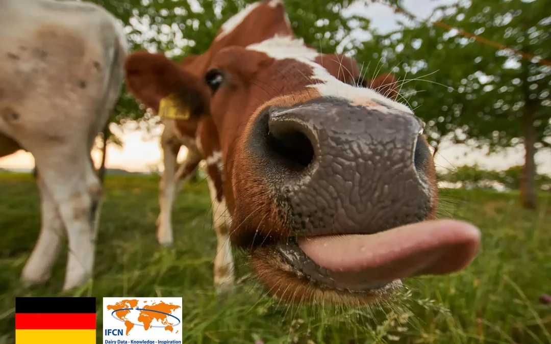 Germany’s Herd Increase: A Temporary Retention Effect, Not a Structural Rebound